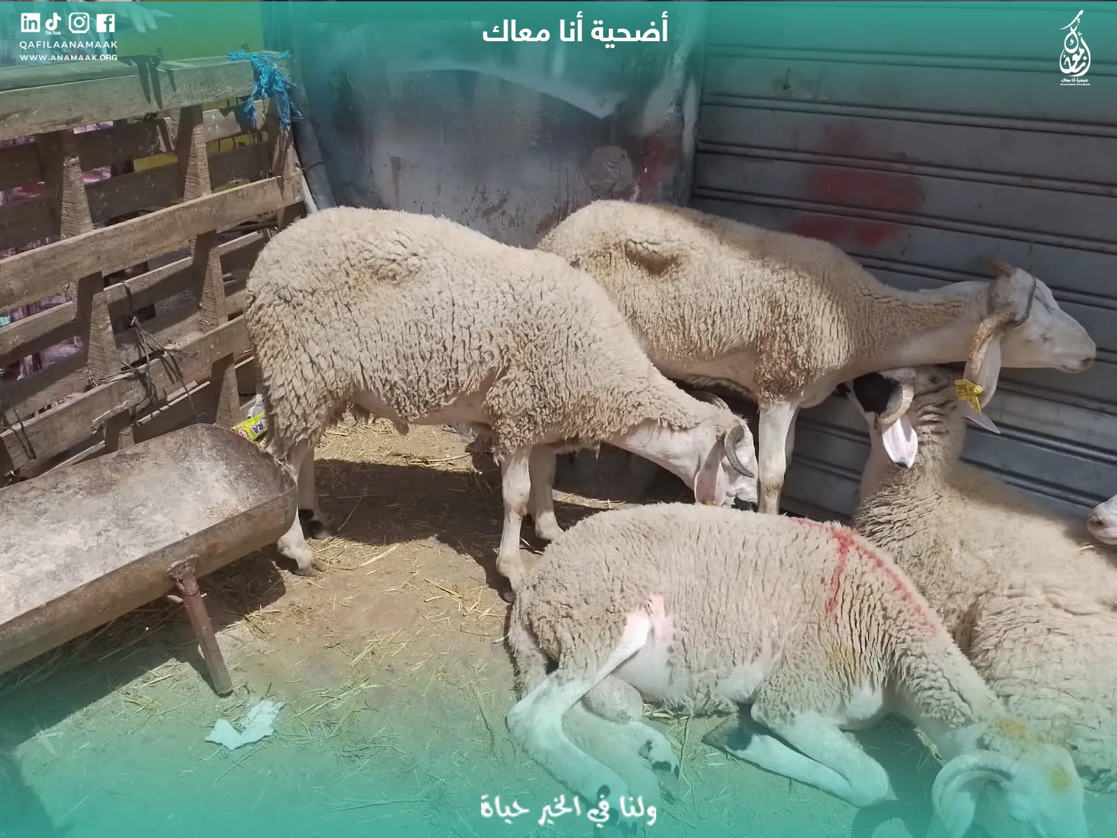 مشروع العيد